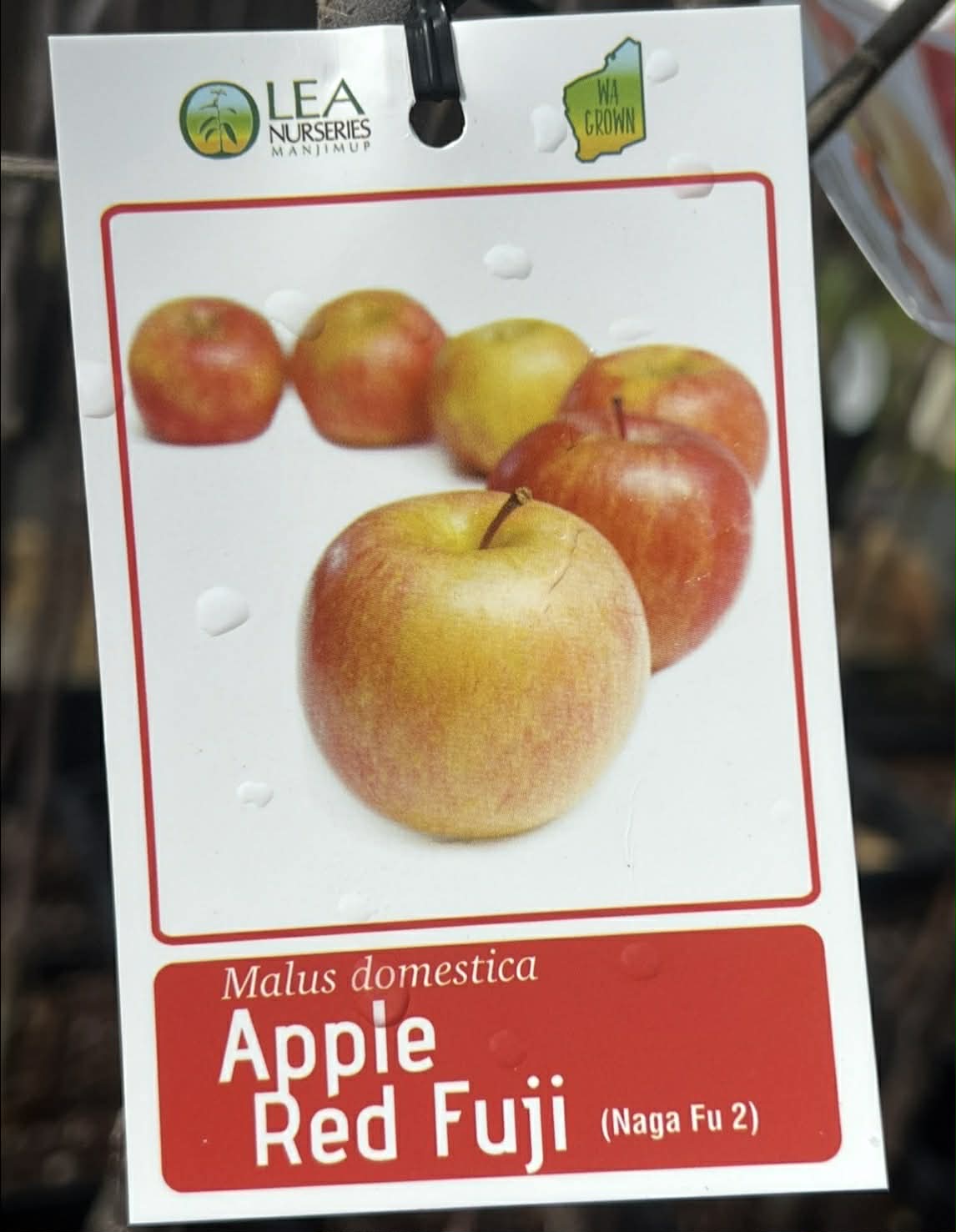 Apple Red Fuji Variety