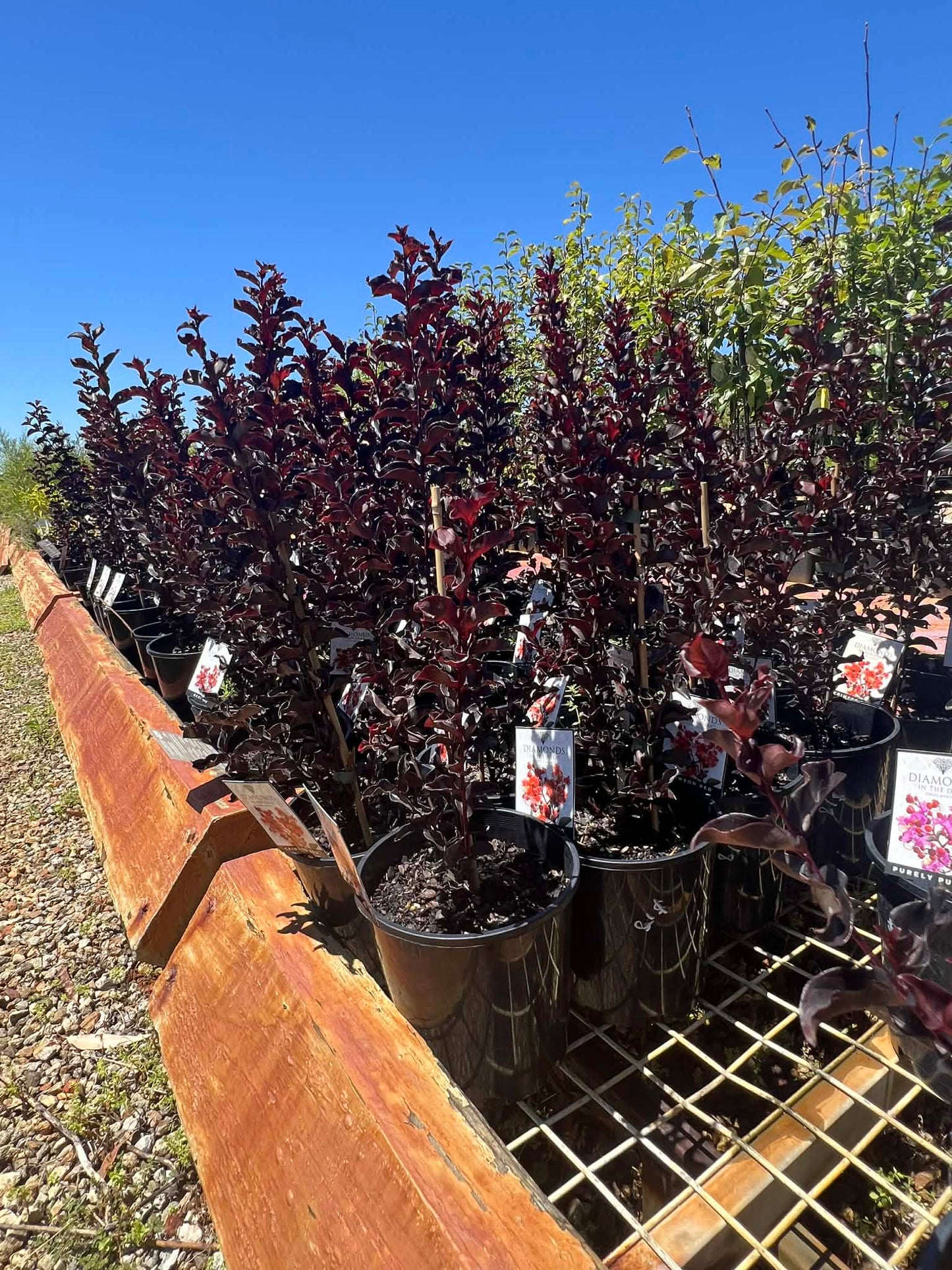 Diamonds In The Dark Mystic Magenta Crepe Myrtle