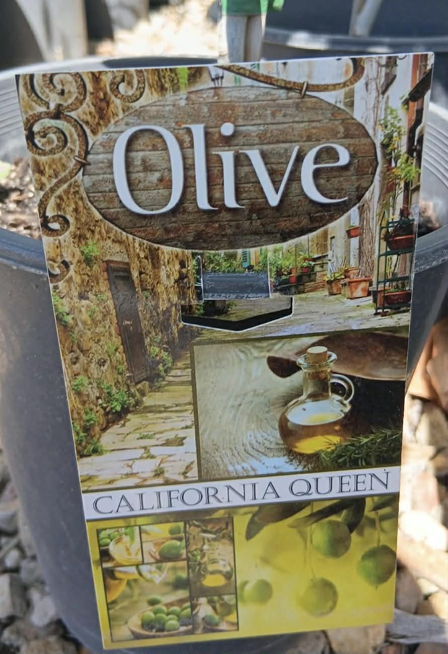 Olive California Queen Variety