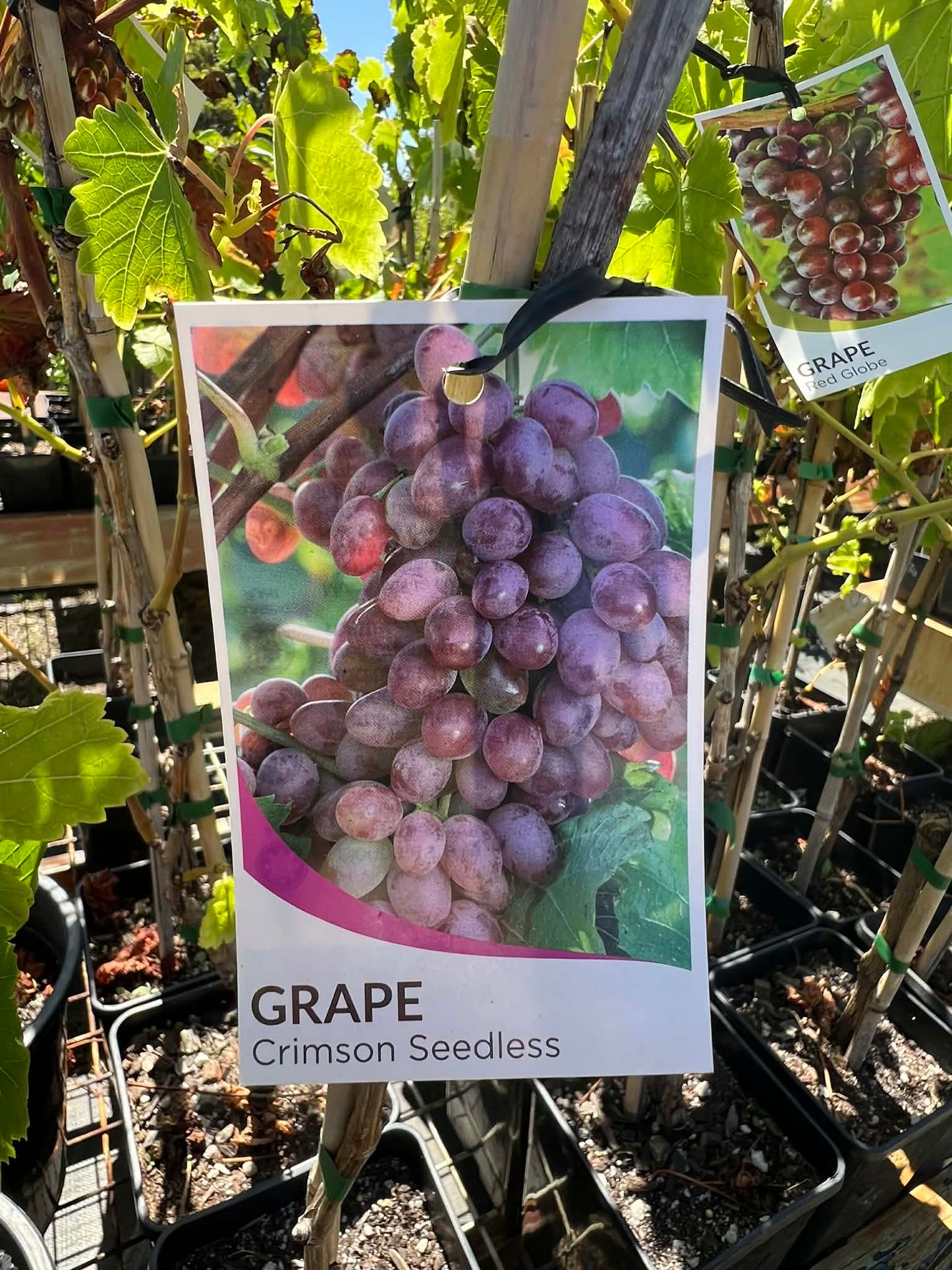 Grape Vine Crimson Seedless Variety