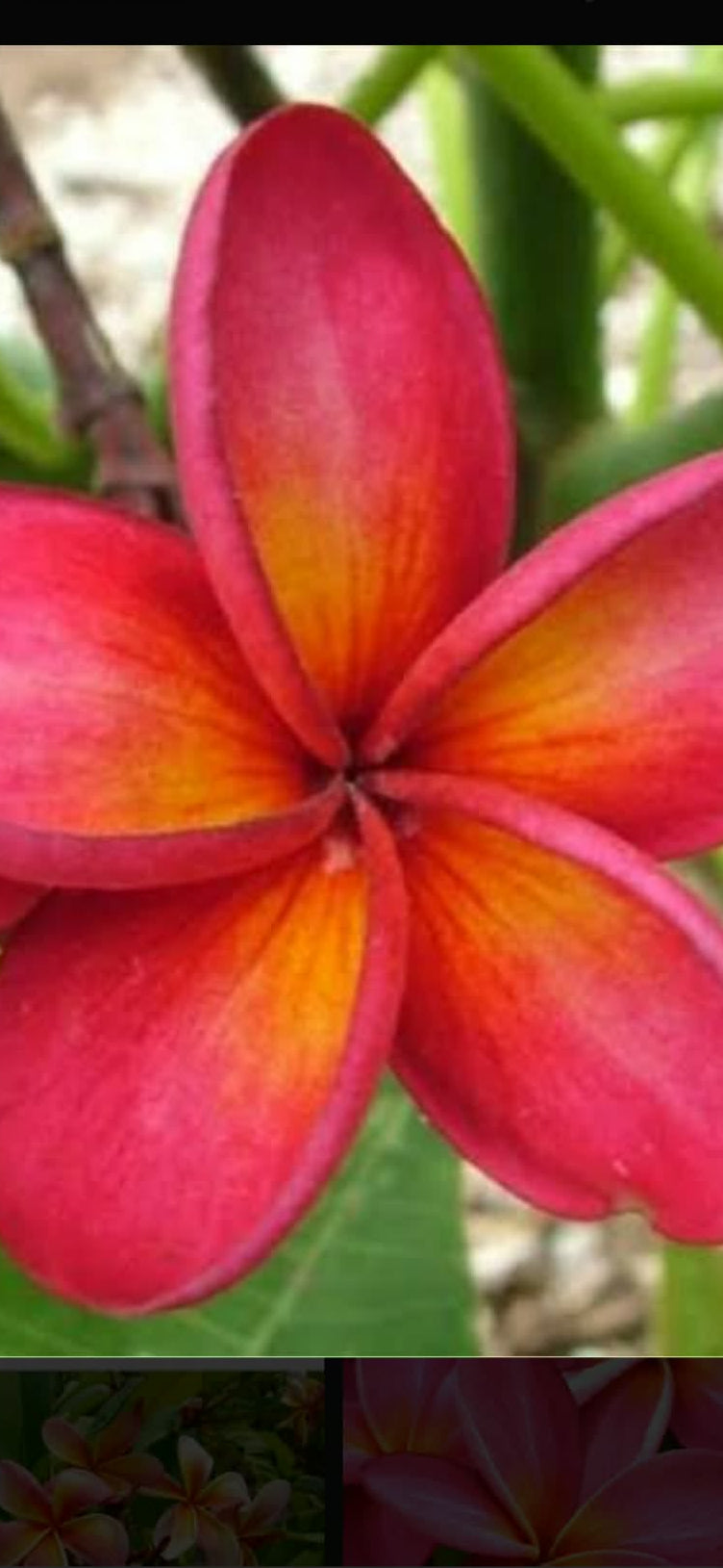 Frangipani Darwin Sunset