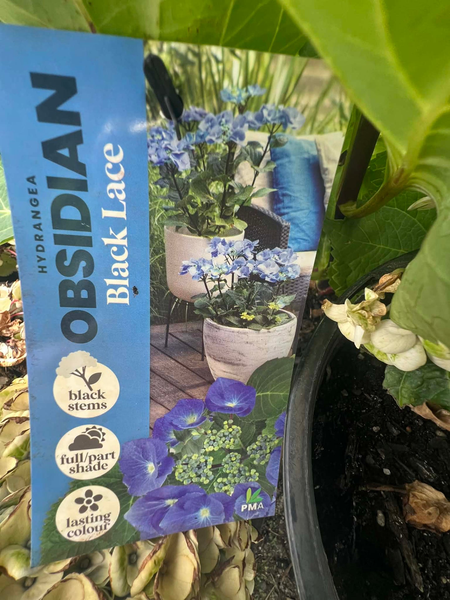 Hydrangea Black Lace Variety