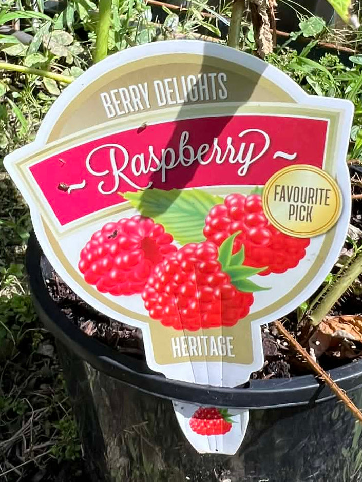 Red Raspberry