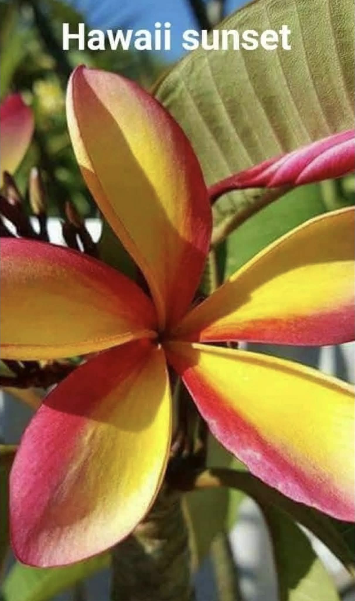 Frangipani Hawaii sunset