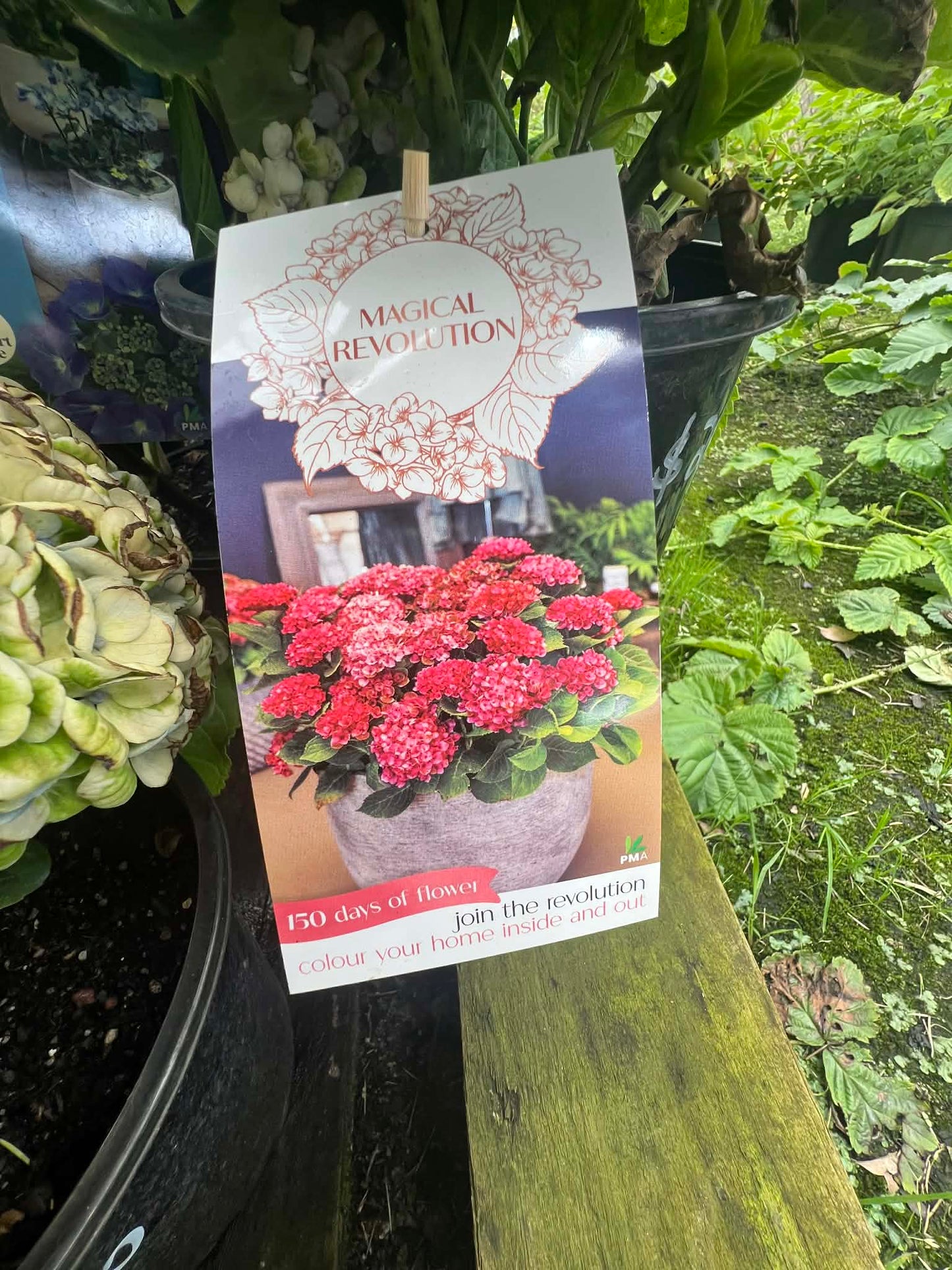 Hydrangea Magical Revolution Variety