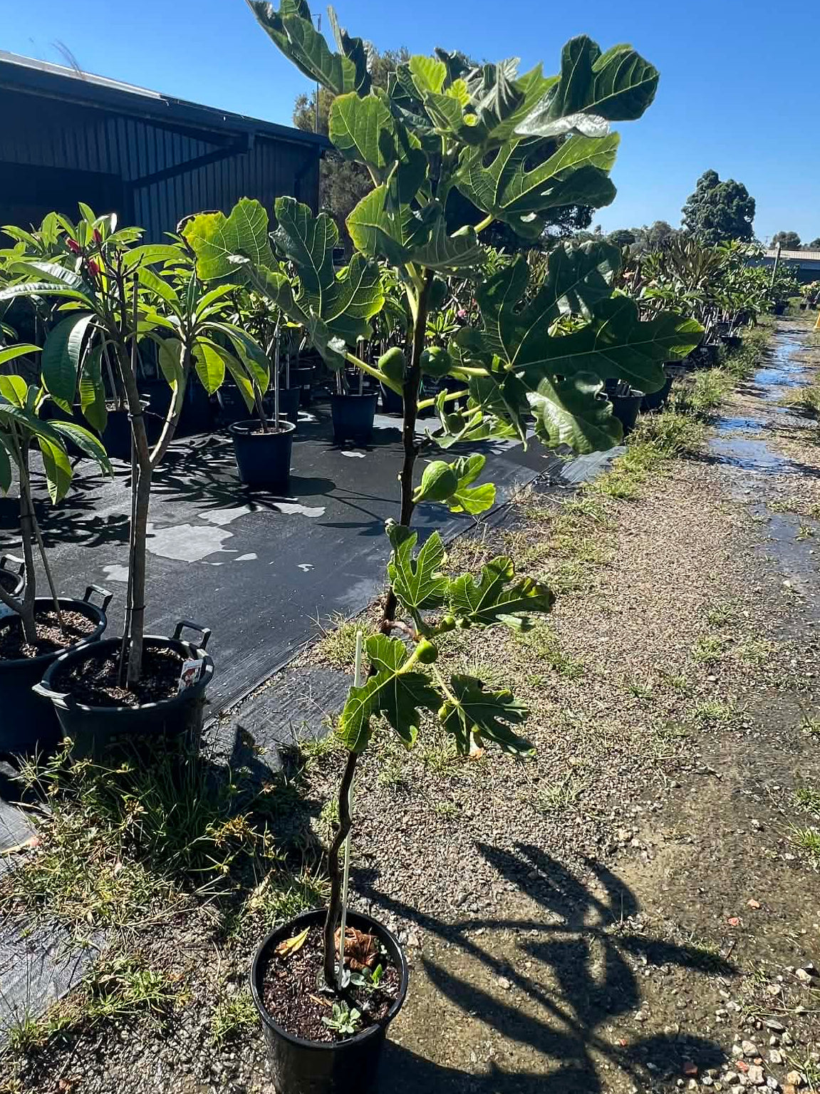 White Genoa Fig