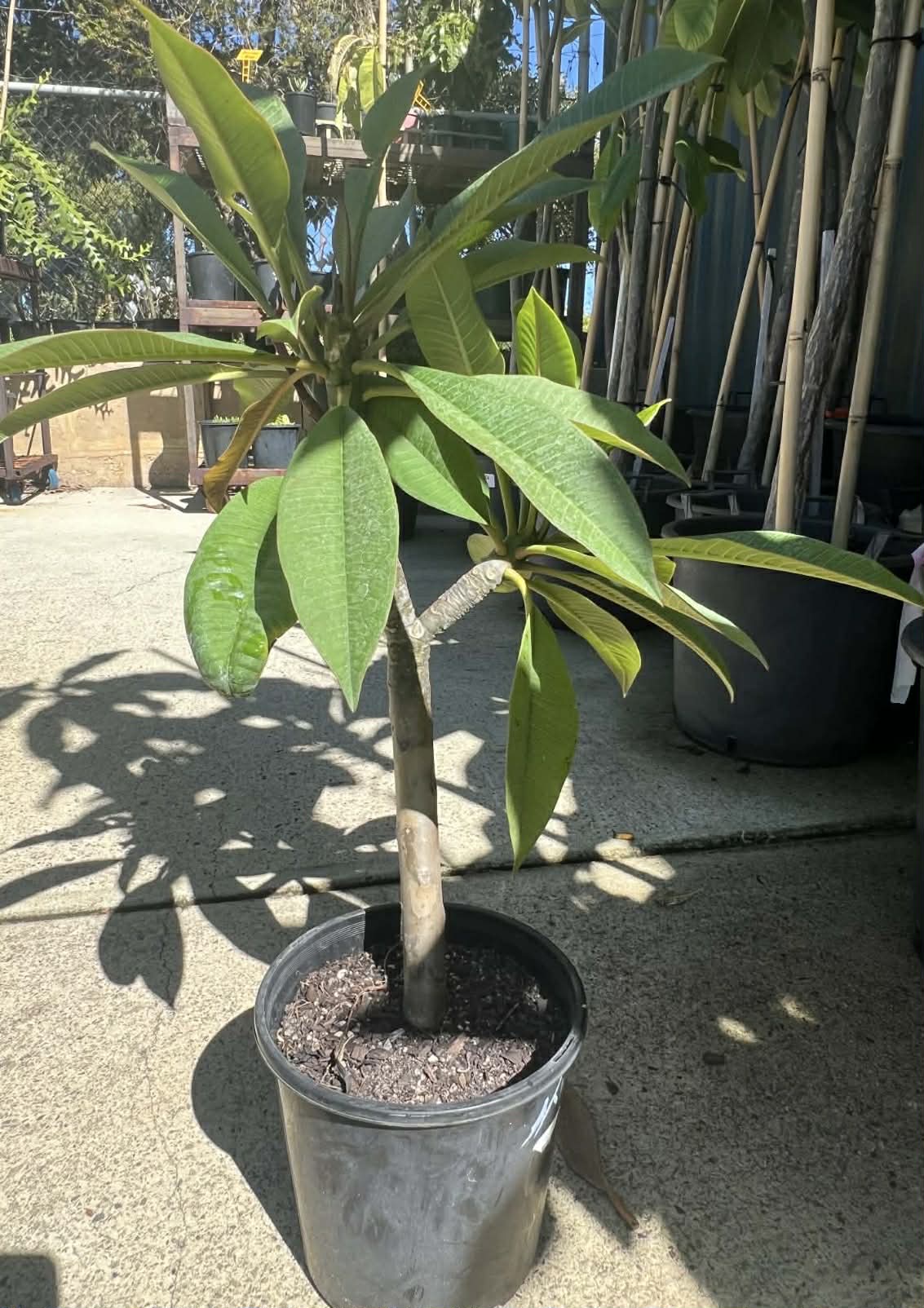 Special kimo Frangipani