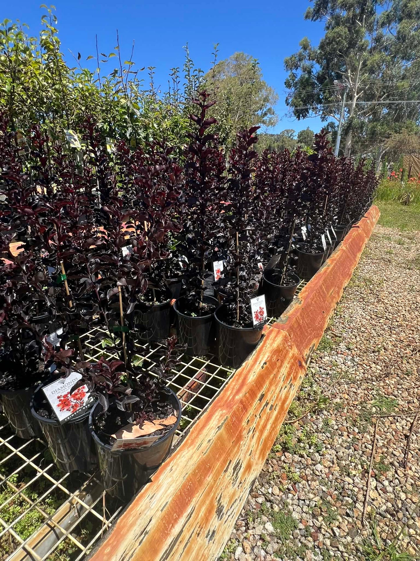 Diamonds In The Dark Shell Pink Crepe Myrtle