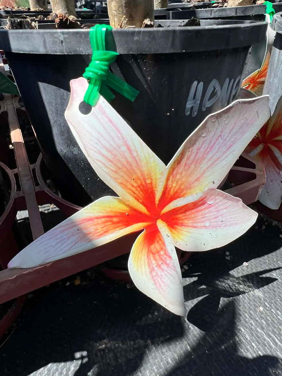 Frangipani Honey & Me