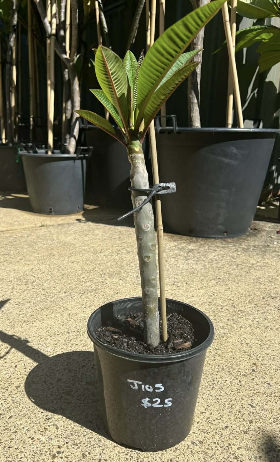 Special J105 Frangipani