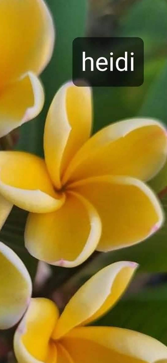 Frangipani Dwarf Heidi