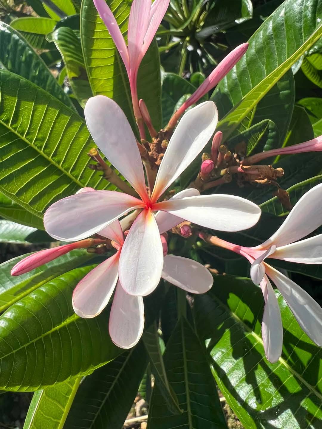 dwarf petite pink evergreen frangipani