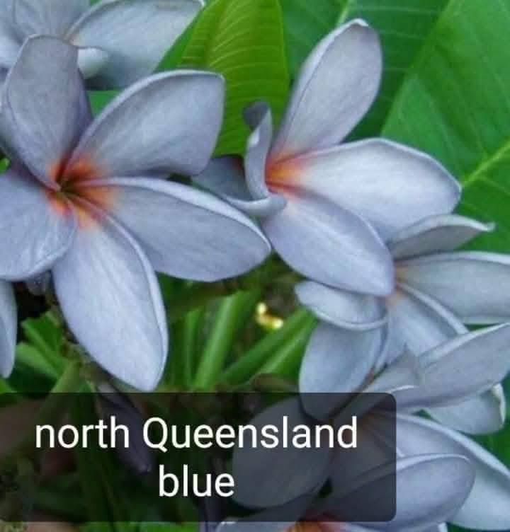 Frangipani North Queensland Blue