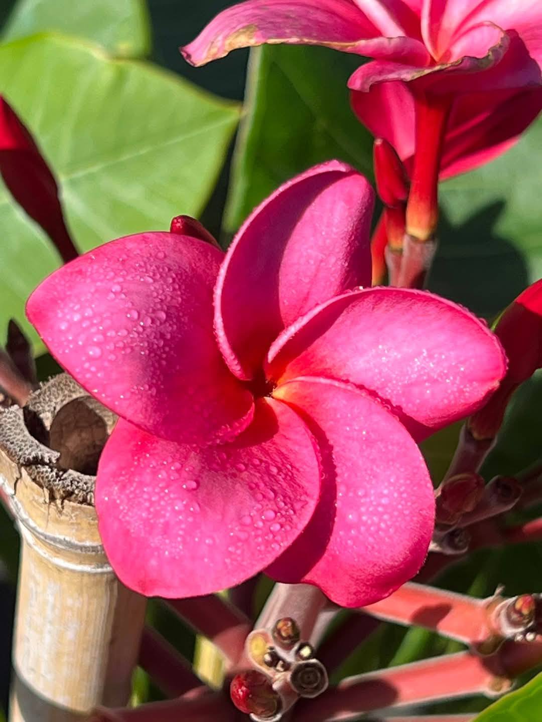 Frangipani Dwarf Shiraz