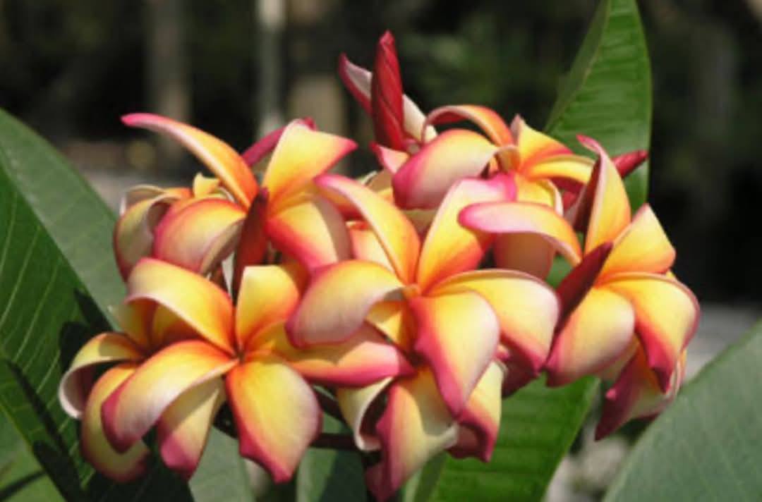Frangipani Puu Kahea