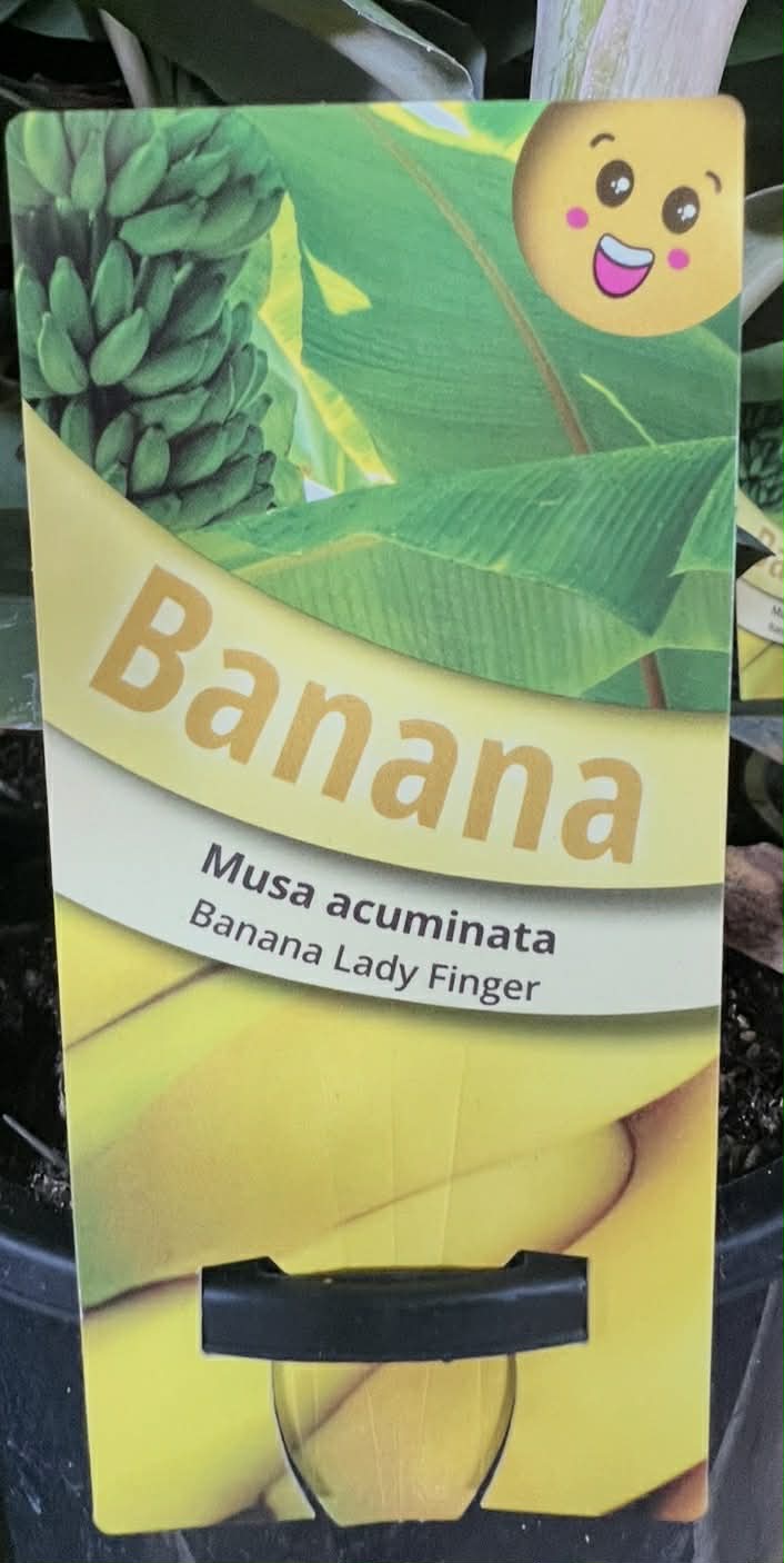 Banana Lady Finger Variety