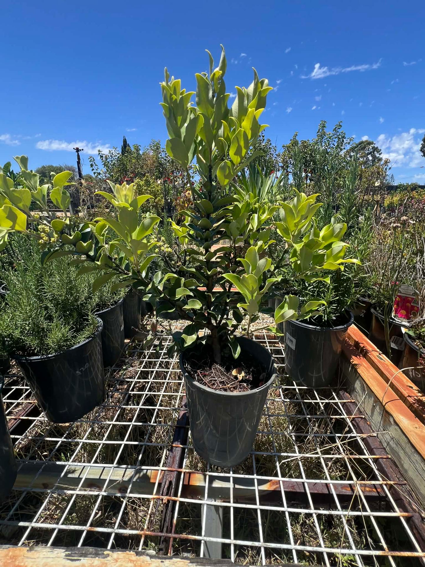 Metrosideros Springfire