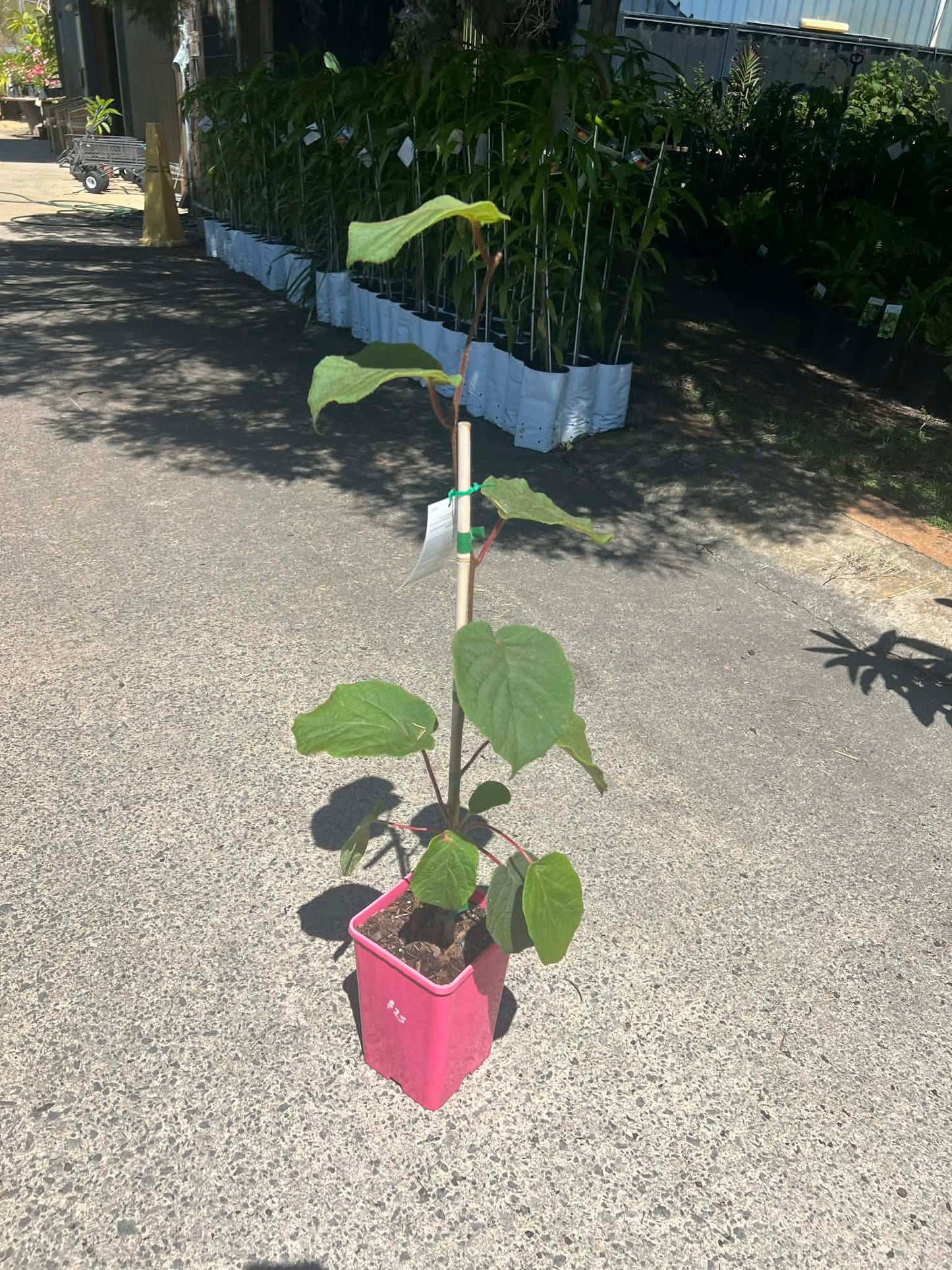 Kiwi Fruit Tree (Female)