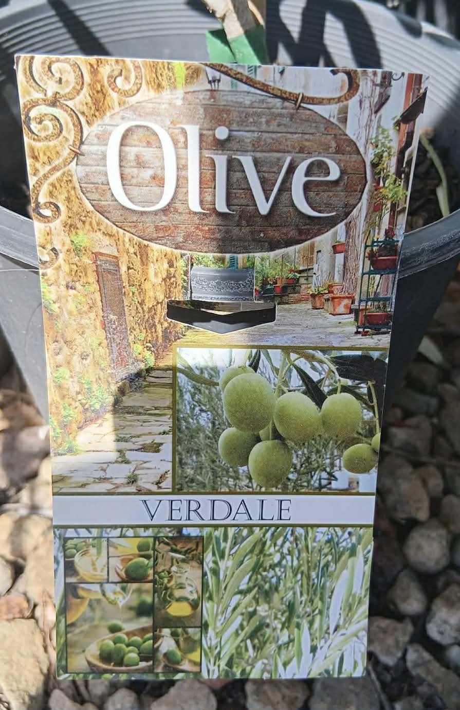 Olive Verdale Variety