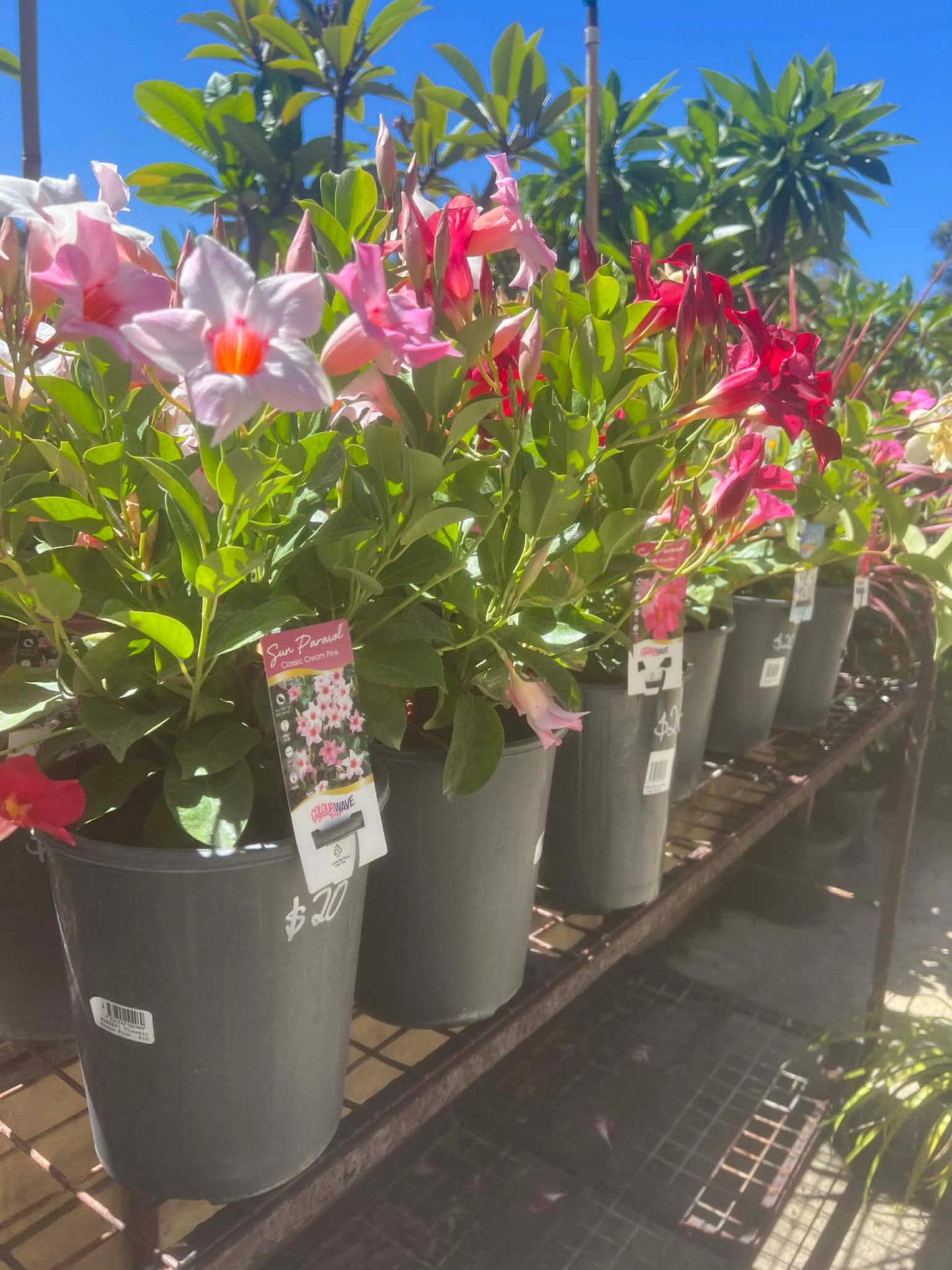 Mandevilla Apricot Variety
