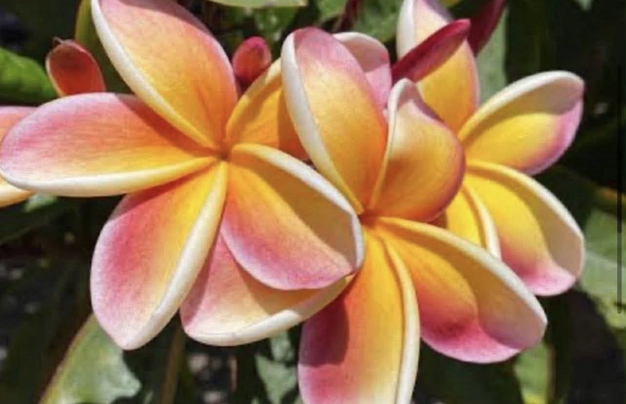 Frangipani Dwarf Penang Peach
