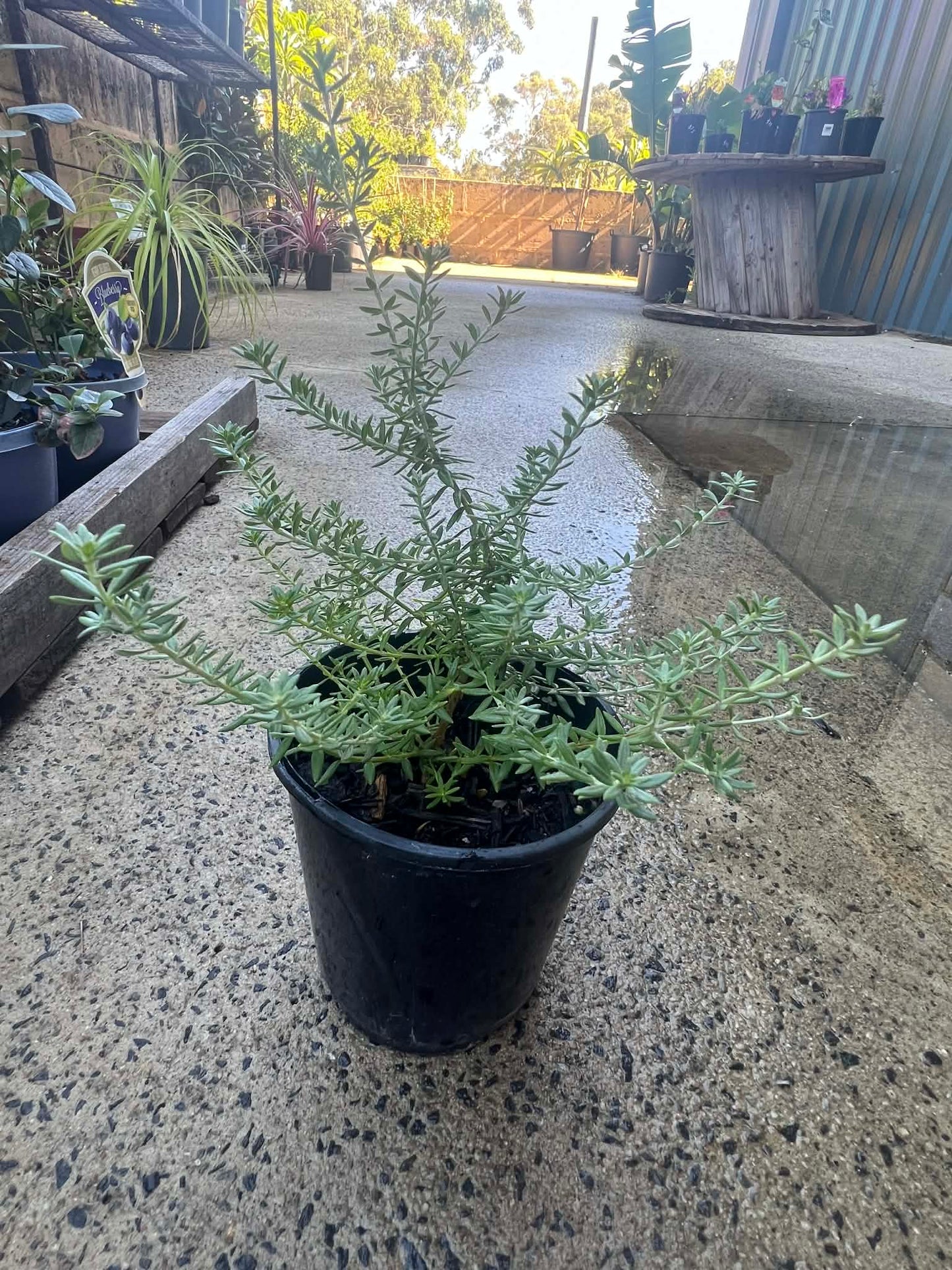 Coastal Rosemary