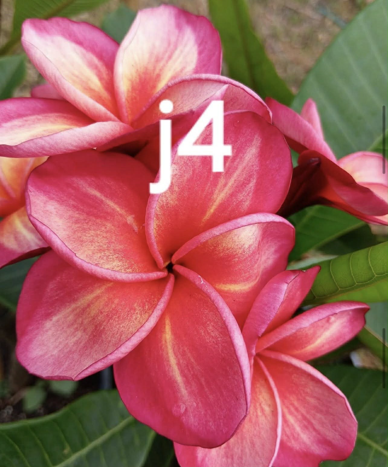 Frangipani J4