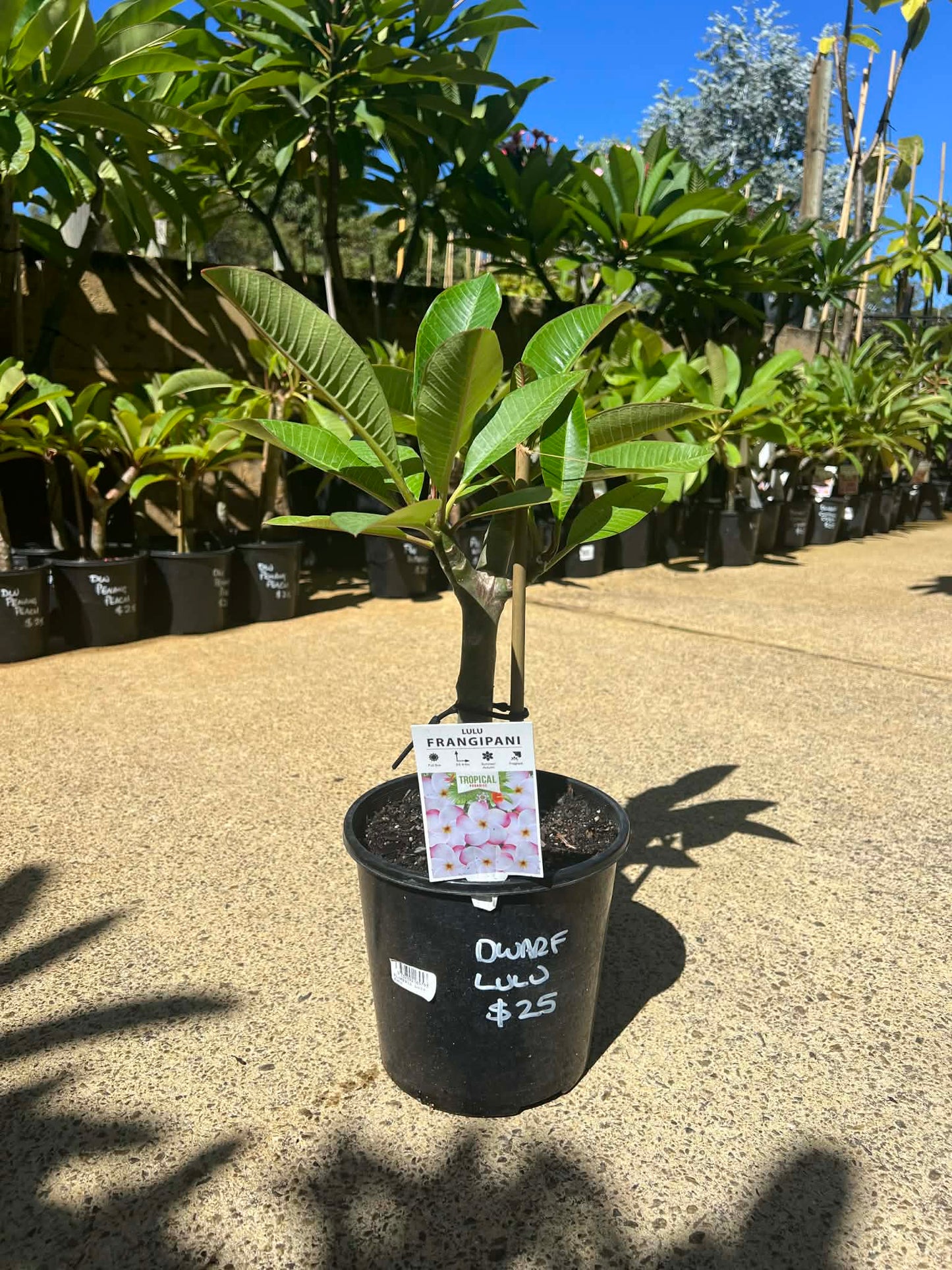 Special Kakau Wilder Frangipani