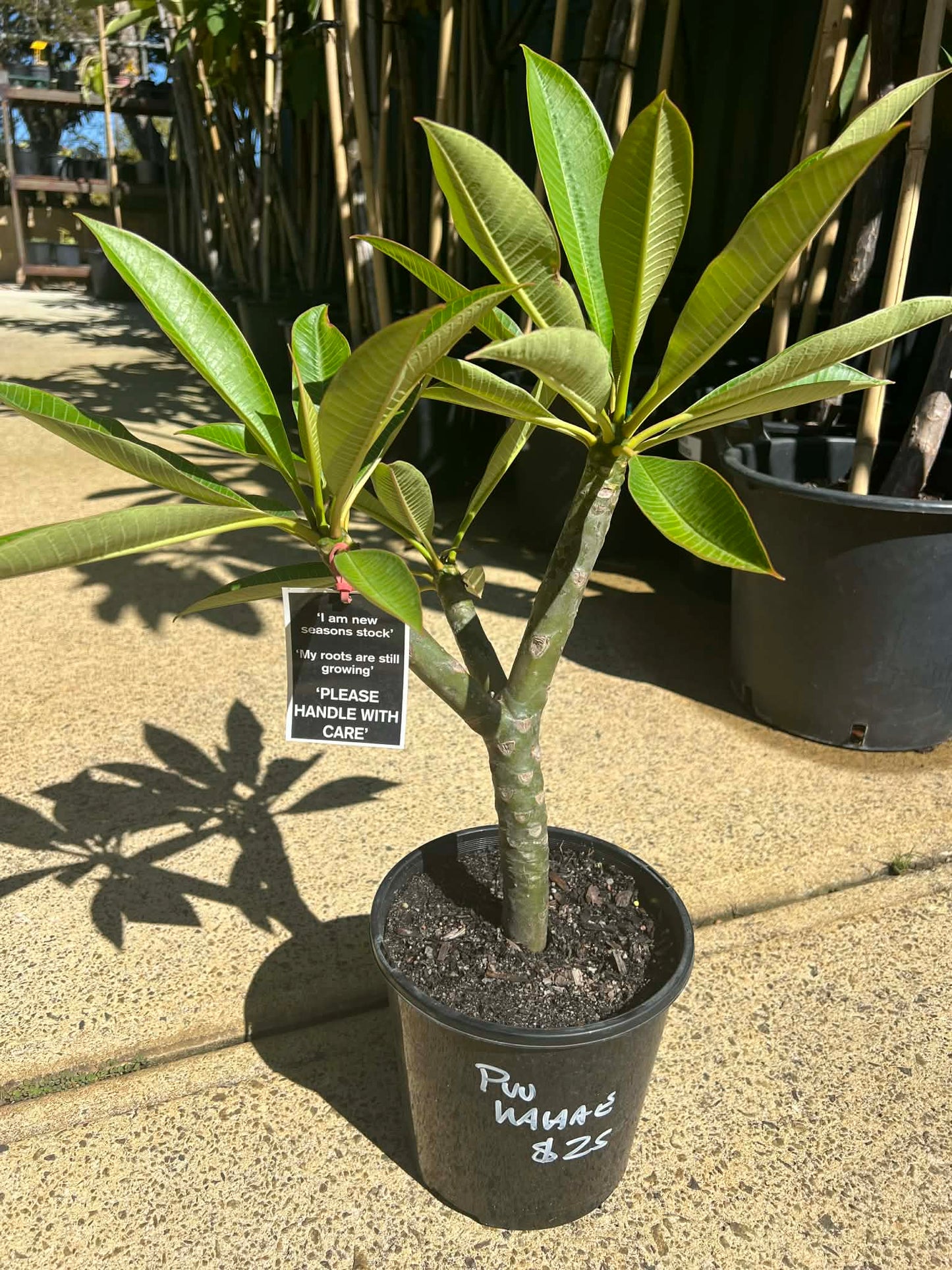 Special Puu Kahea Frangipani