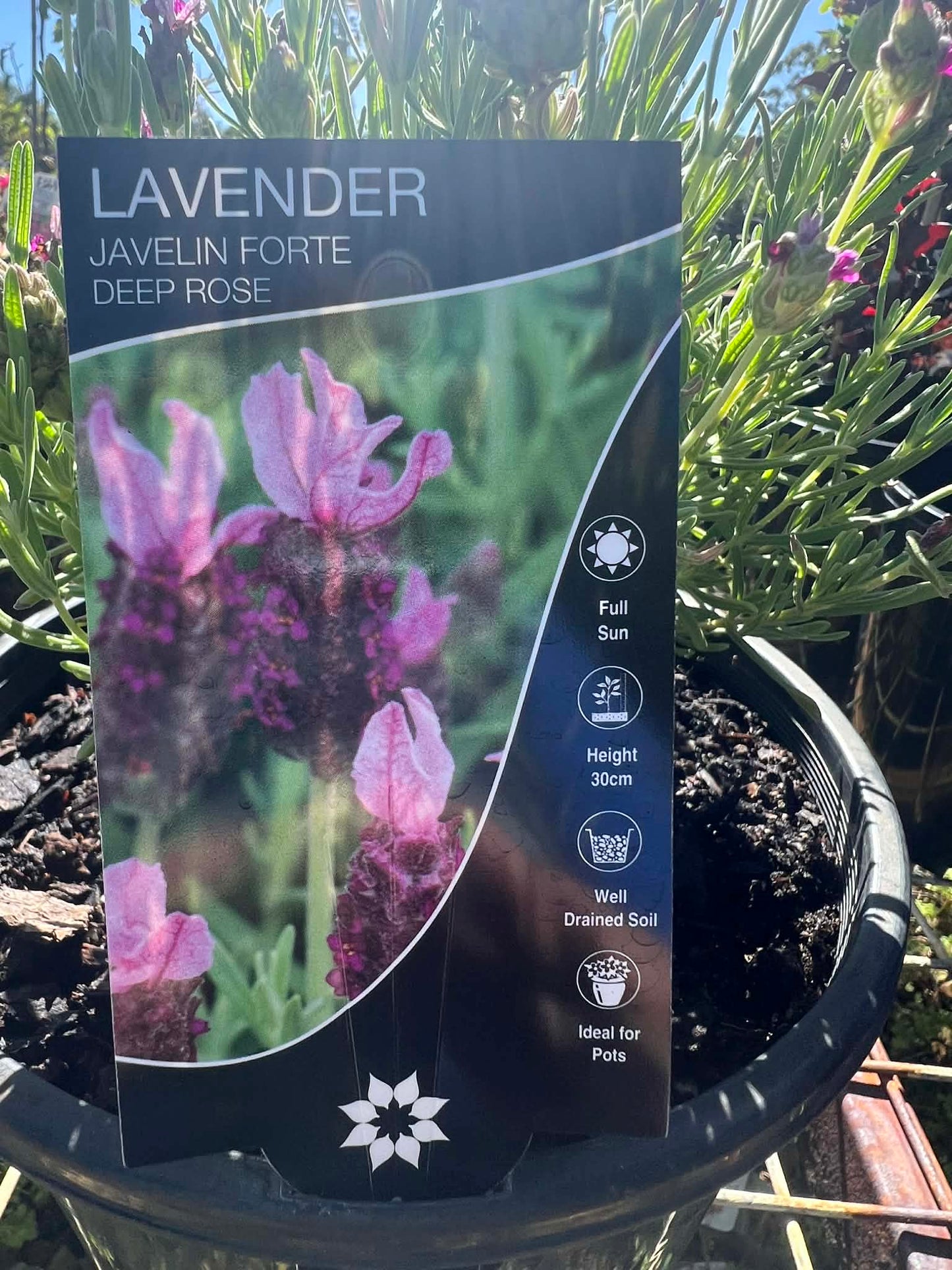 Lavender Javelin Forte Deep Rose