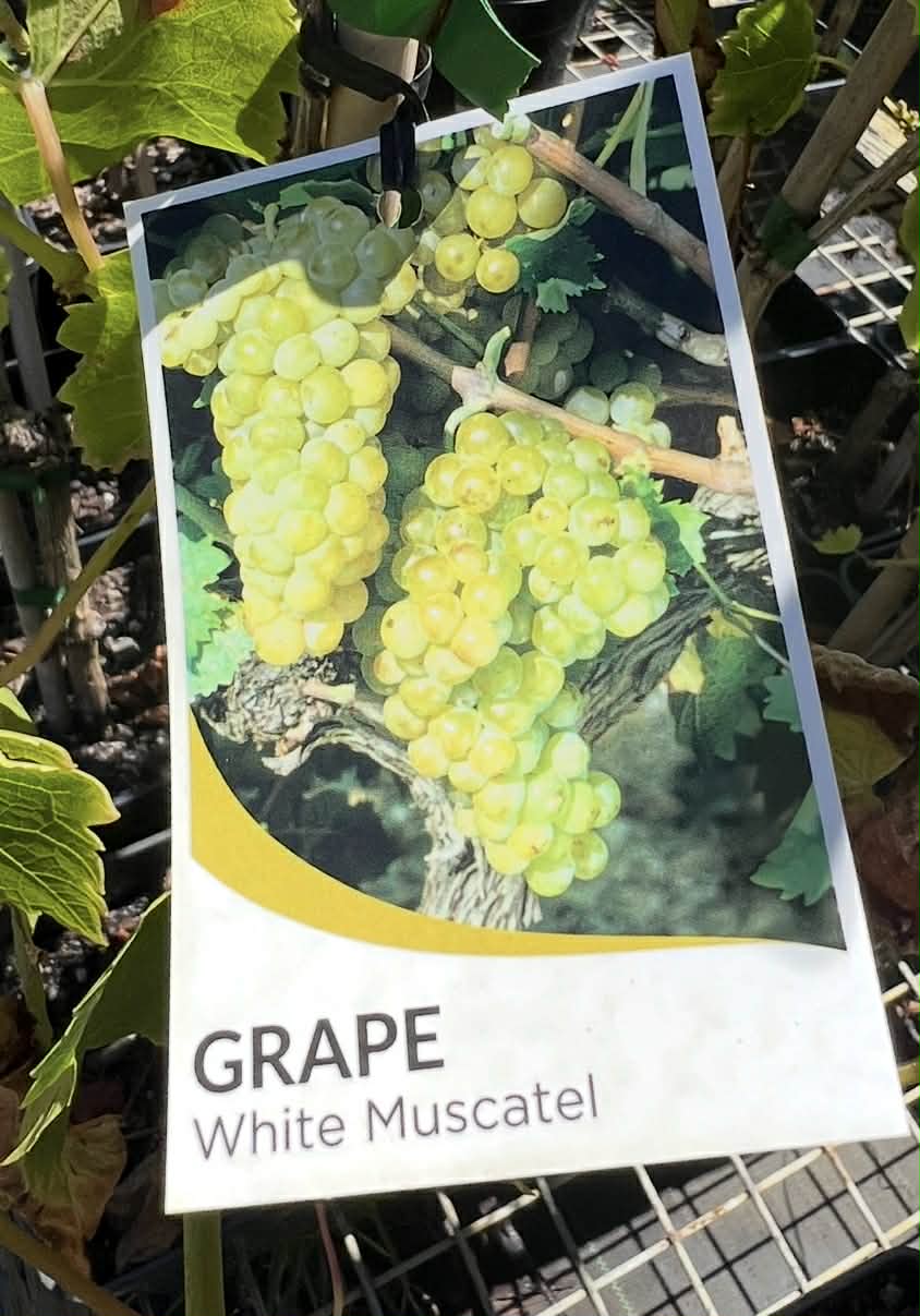 Grape Vine White Mascule Variety
