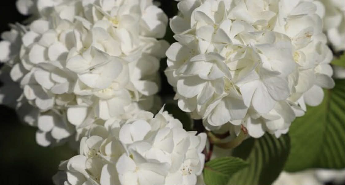 Hydrangea Magical Pearl Variety