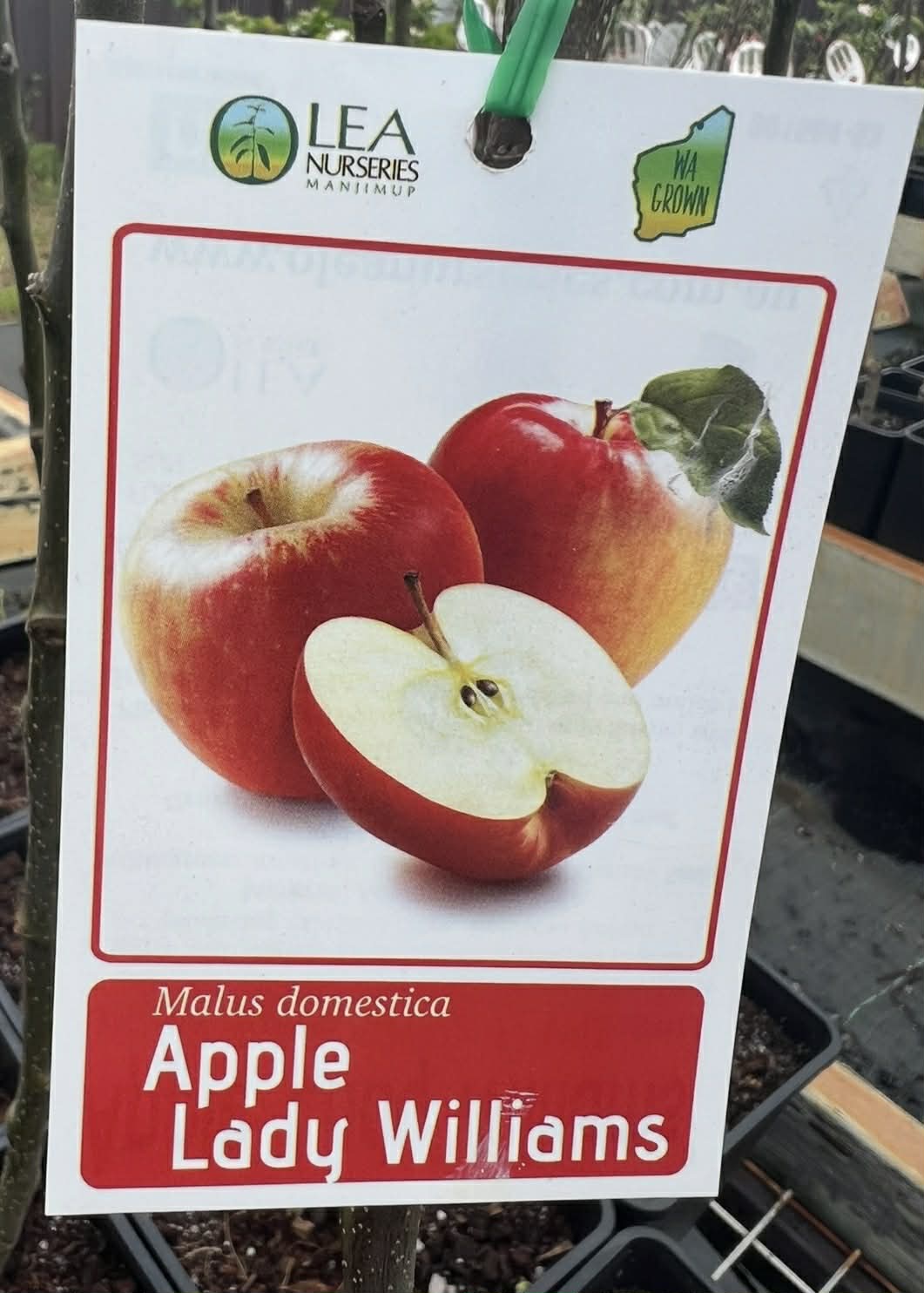 Apple Lady Williams Variety