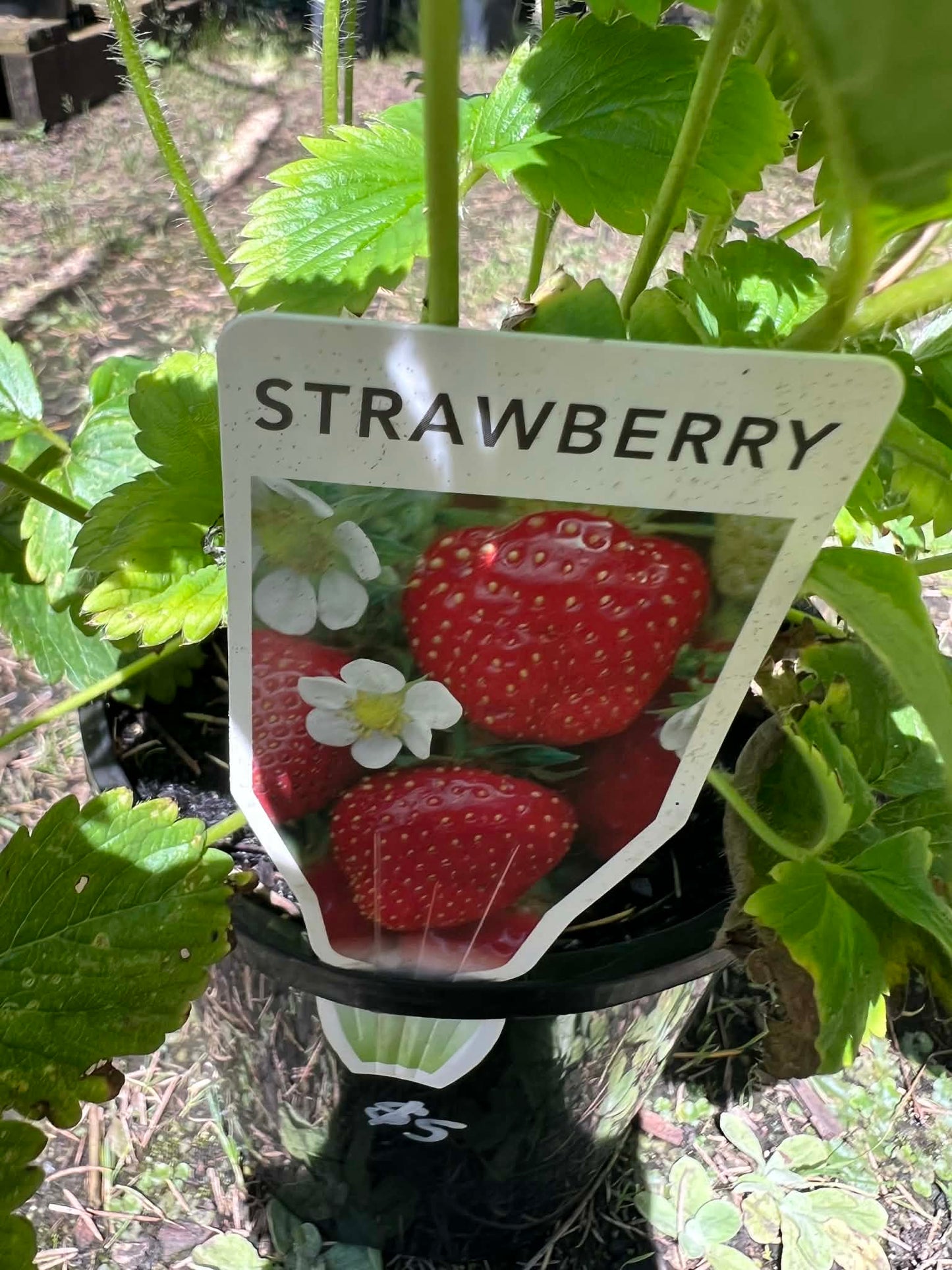 Strawberry