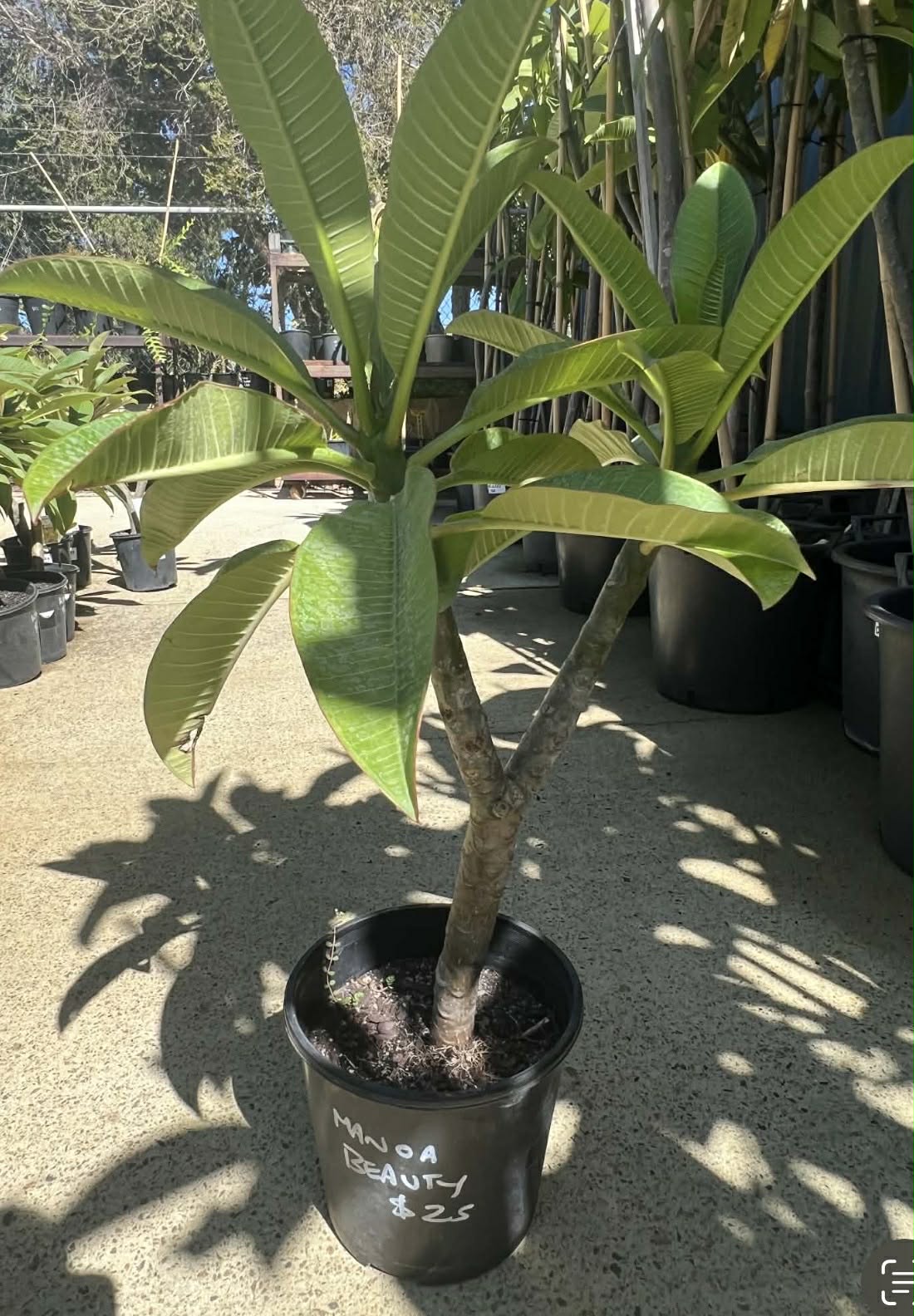Special Manoa Beauty Frangipani