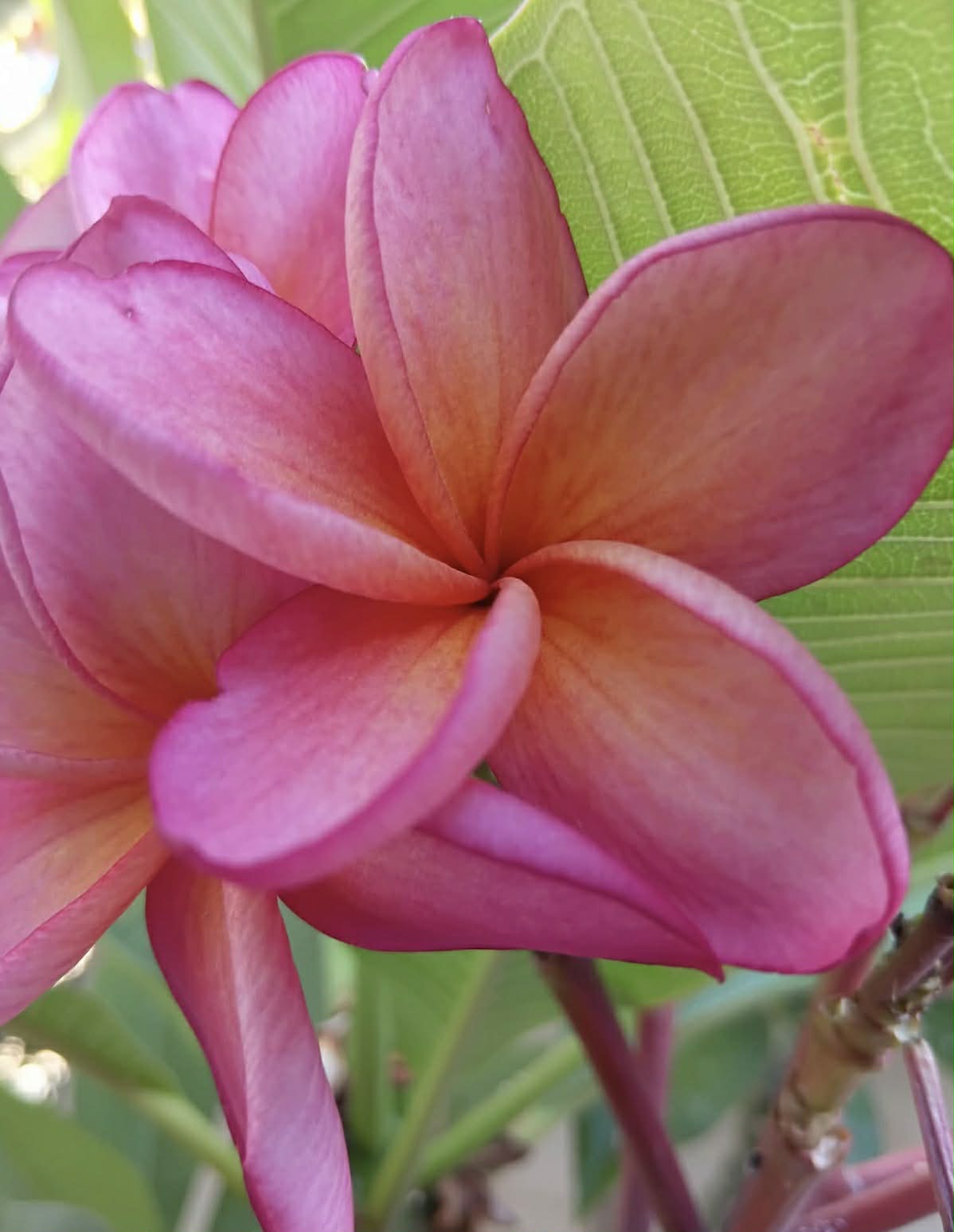 Frangipani Siame Princess