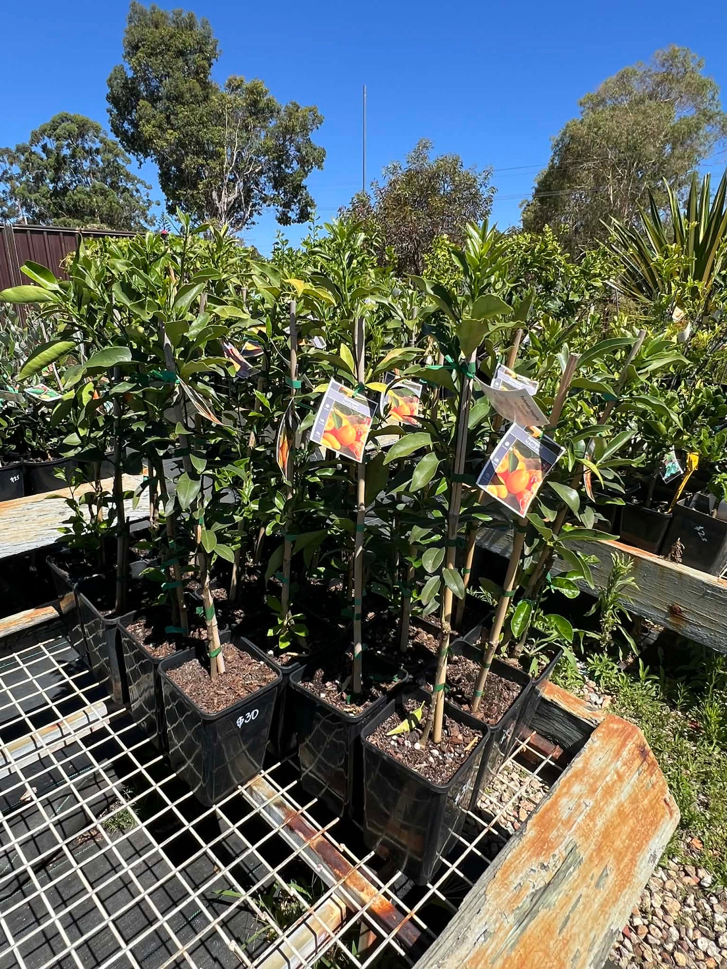 Kumquat Nagami Variety