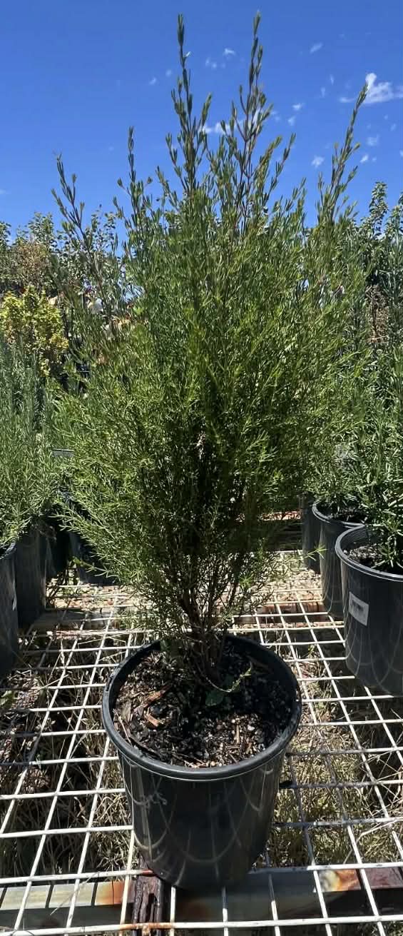Boronia