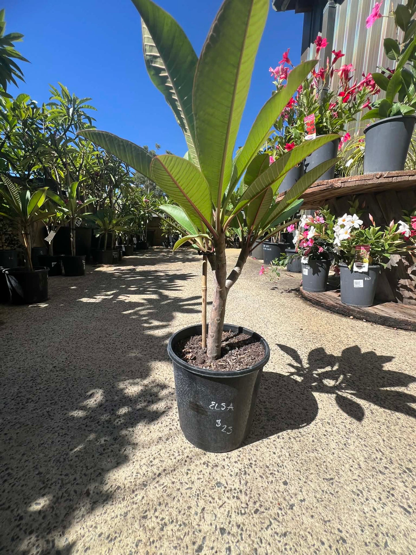 Special Elsa Frangipani