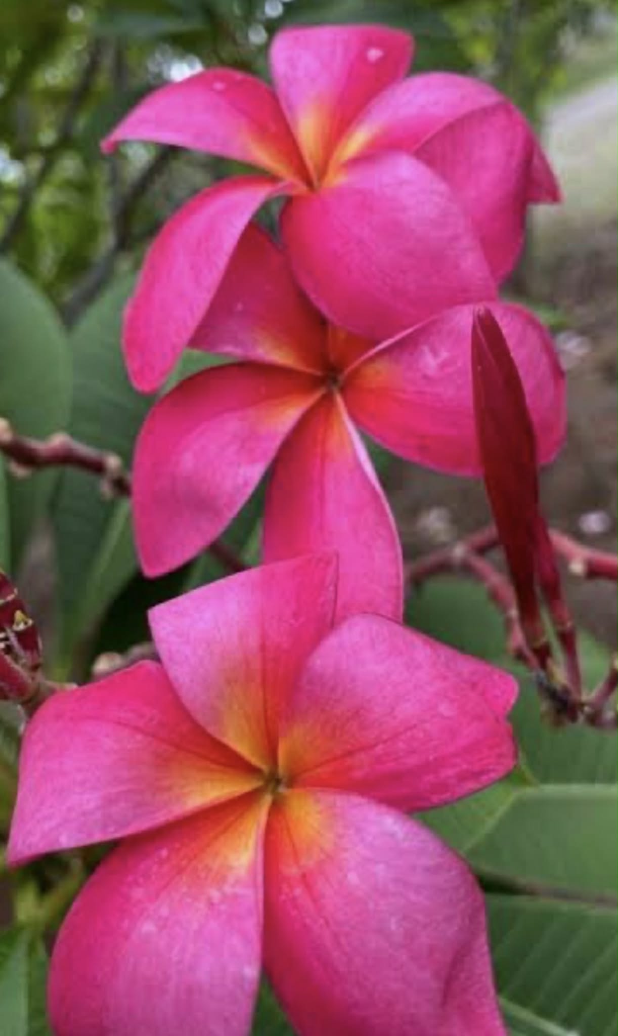 Frangipani Lipstick