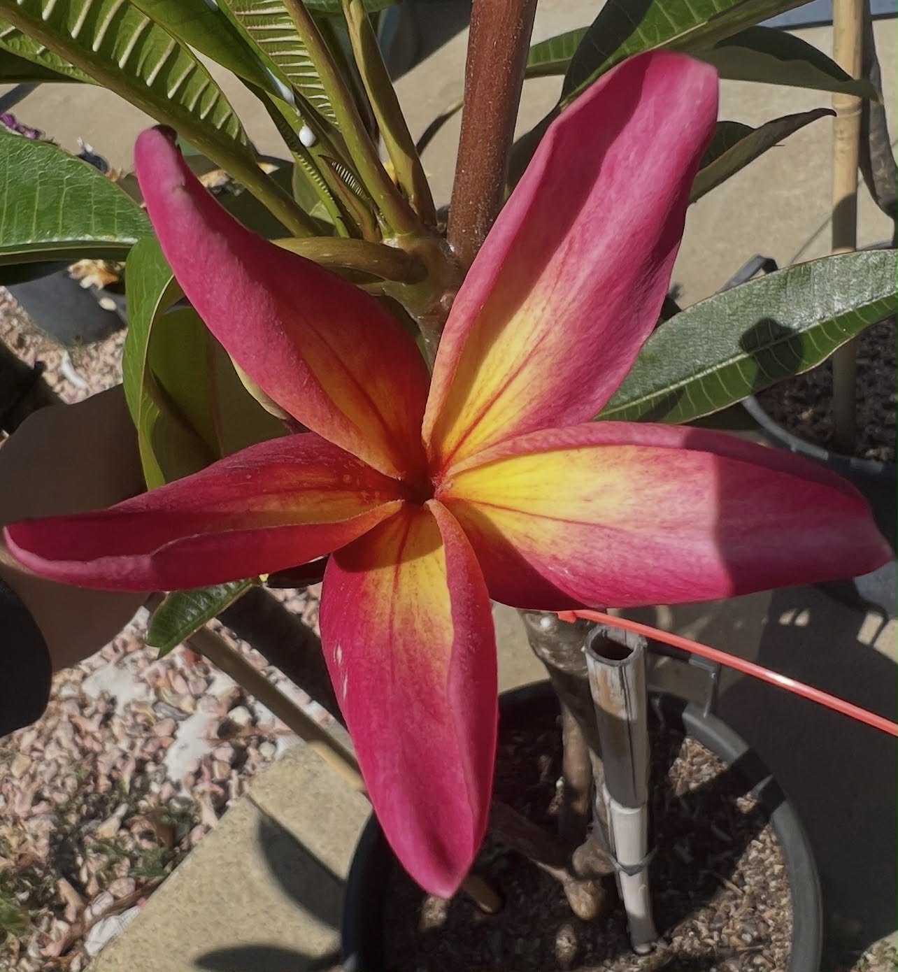 Frangipani Kakua Wilder