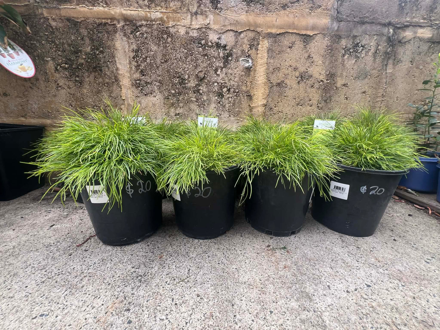 Acacia Limelight (Cousin it)