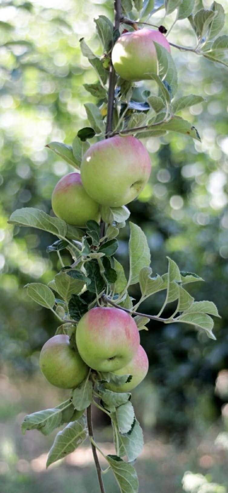 Dwarf Columnar Apple Tree Herald Variety