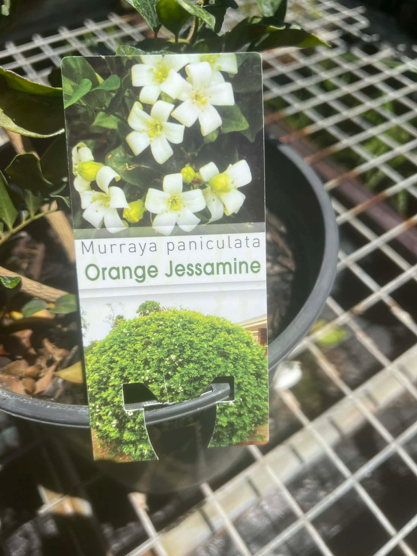 Orange Jessamine