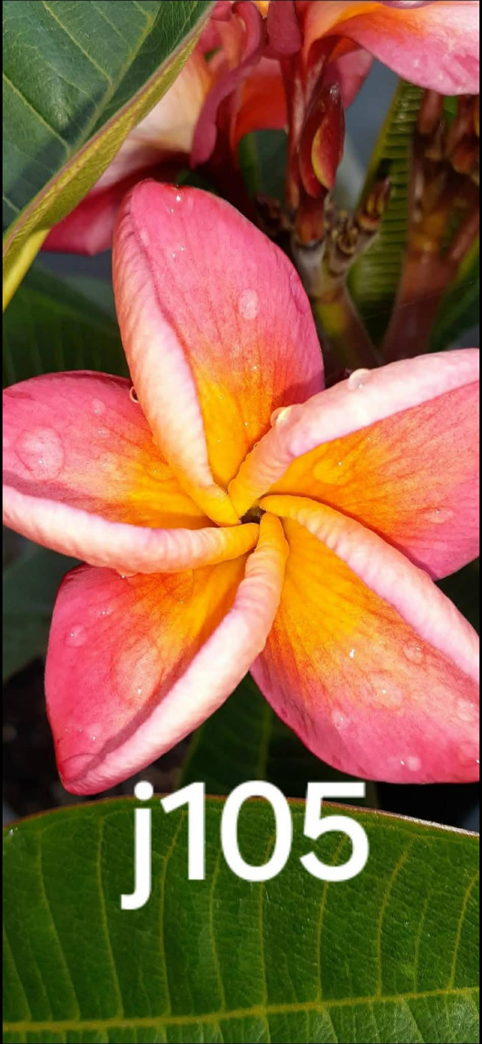 Frangipani J105