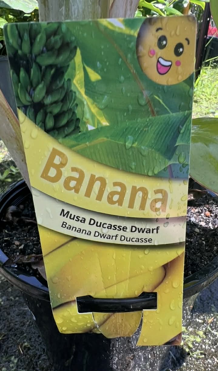 Dwarf Banana Musa Ducasse Variety