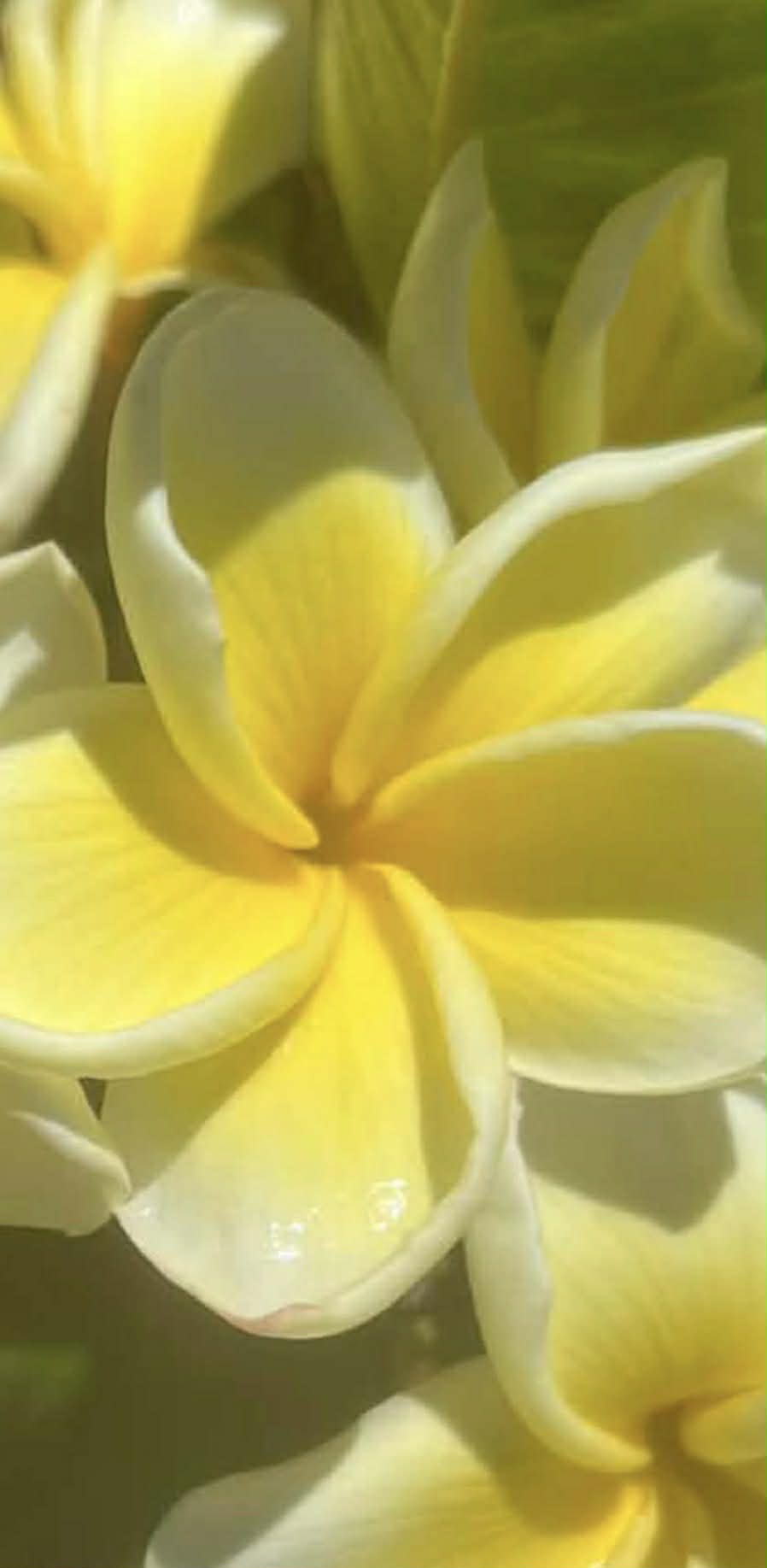Frangipani Cindy Morange