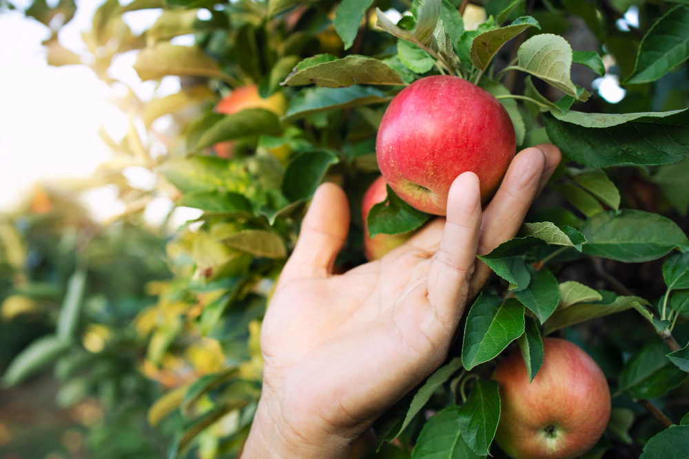 Apple Trees — “Apple Trees in Australia: Choosing & Growing Your Perfect Variety”