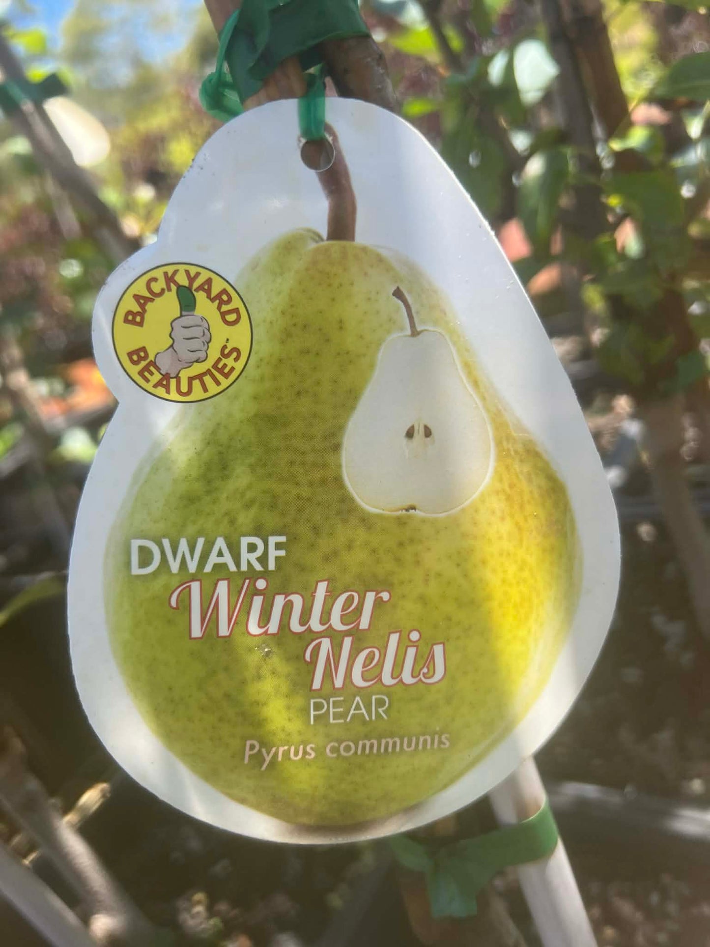 Dwarf Winter nelis Pear