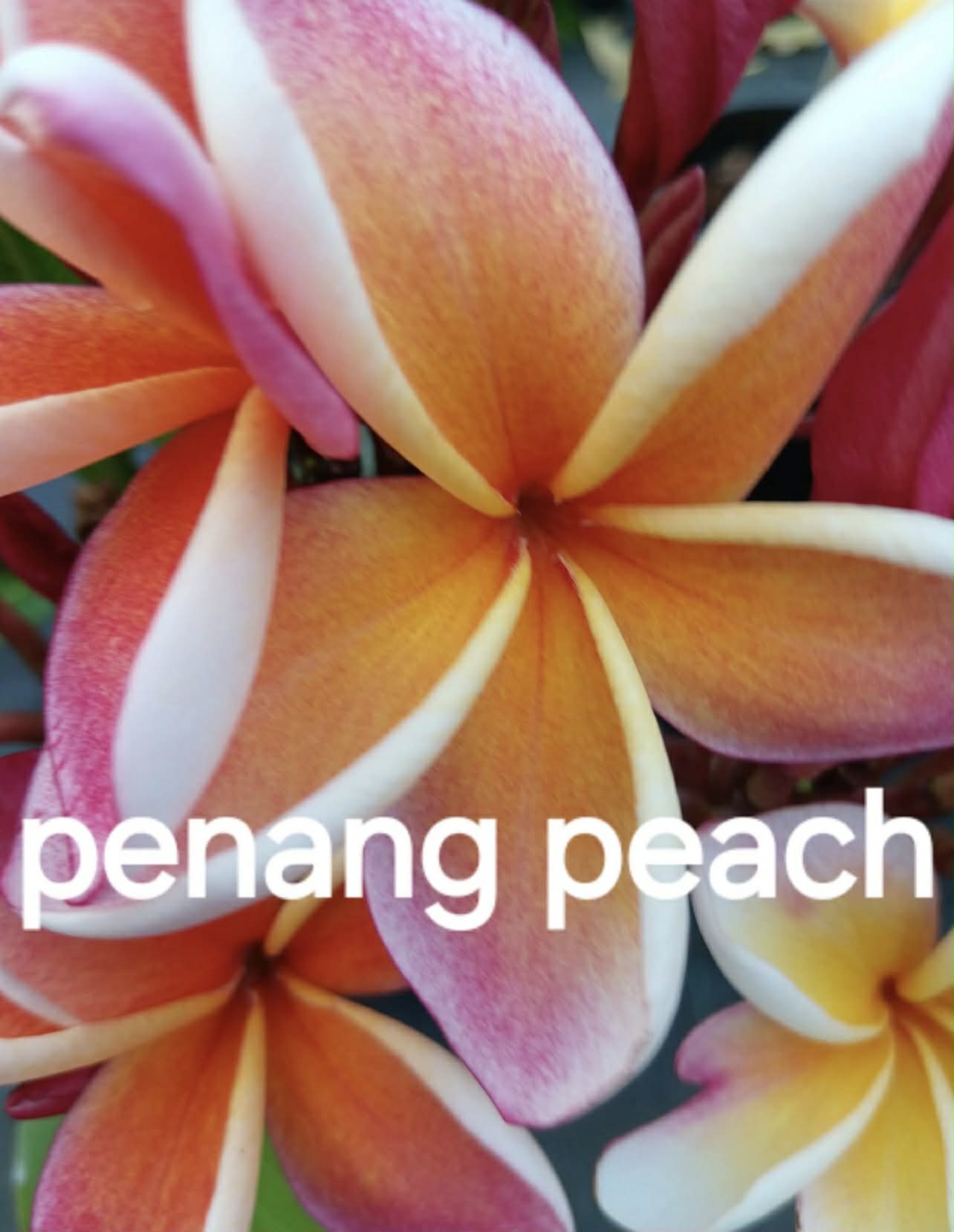 Special Penang Peach Frangipani